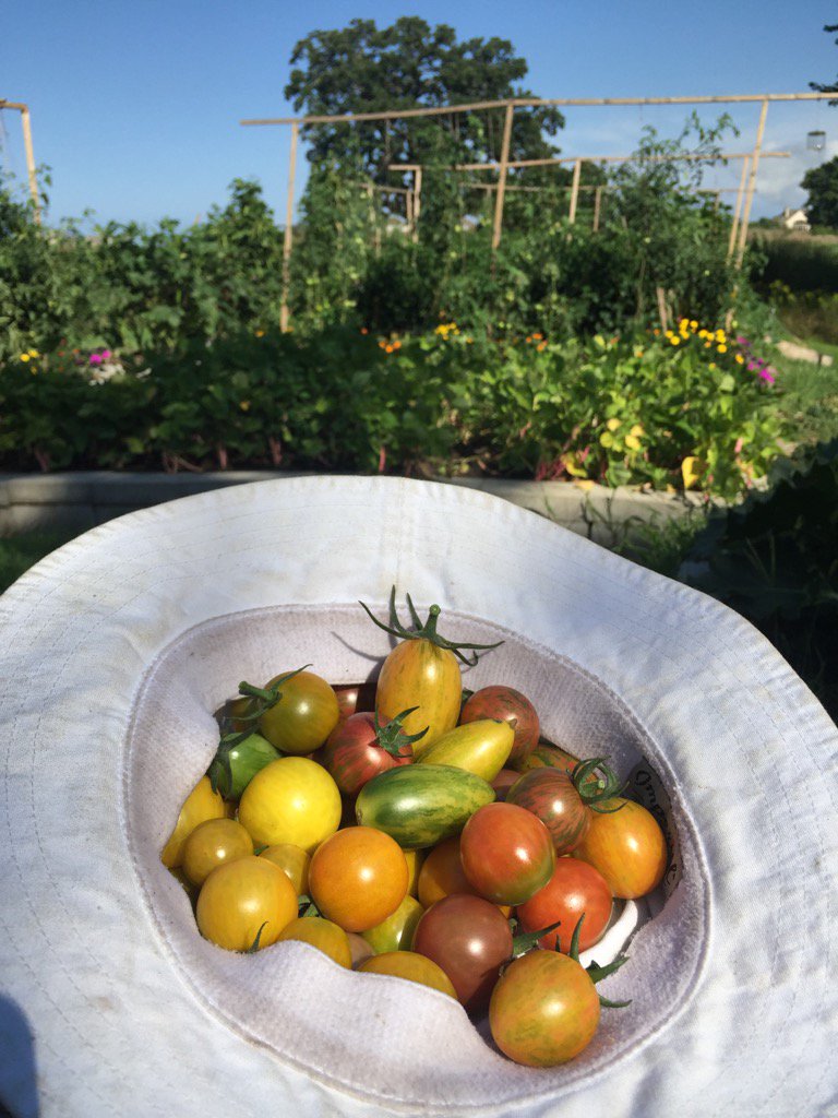 Lots of colors in the garden!
#gardening #⛳️2🍽