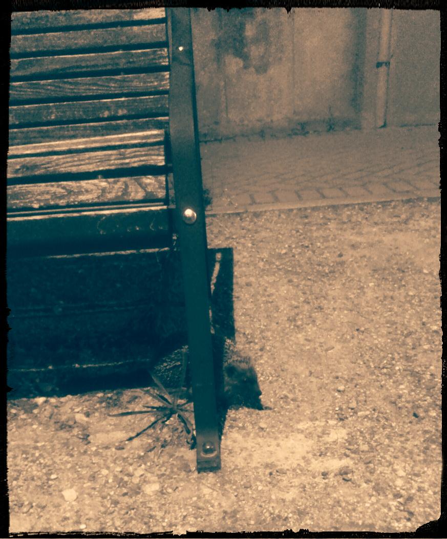 SerenaRgl's tweet photo. Amorevoli incontri notturni... ❤
#riccio #night #meeting #incontrinotturni #amore #cicciotello https://t.co/rKs6oRDLRG