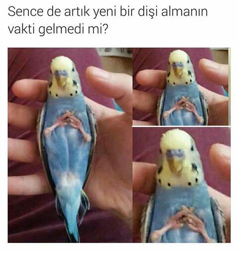 Narsist Değilim (@narsistdegilim) on Twitter photo 