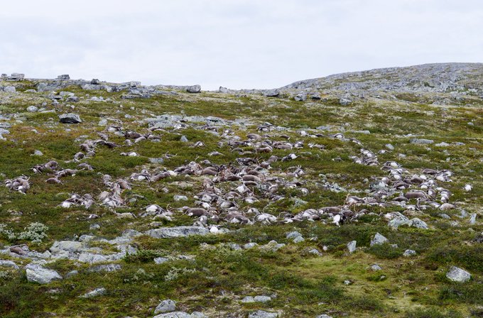 Ver imagen en Twitter