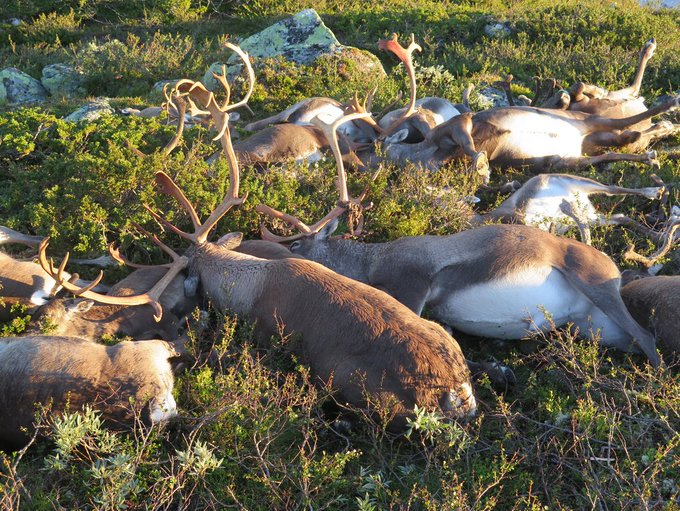 Ver imagen en Twitter