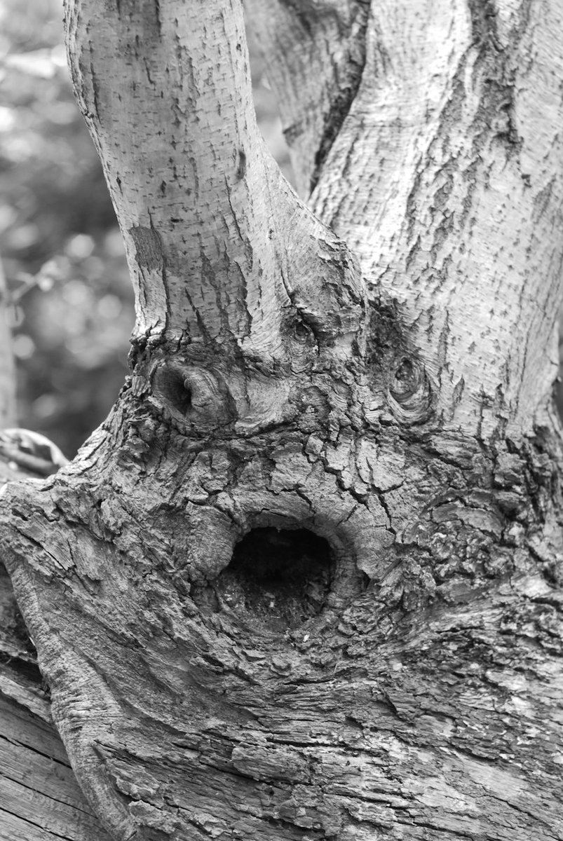 OlleyDesign's tweet image. Tree Face photographed a while back in Seal Chart woods #TreeFace