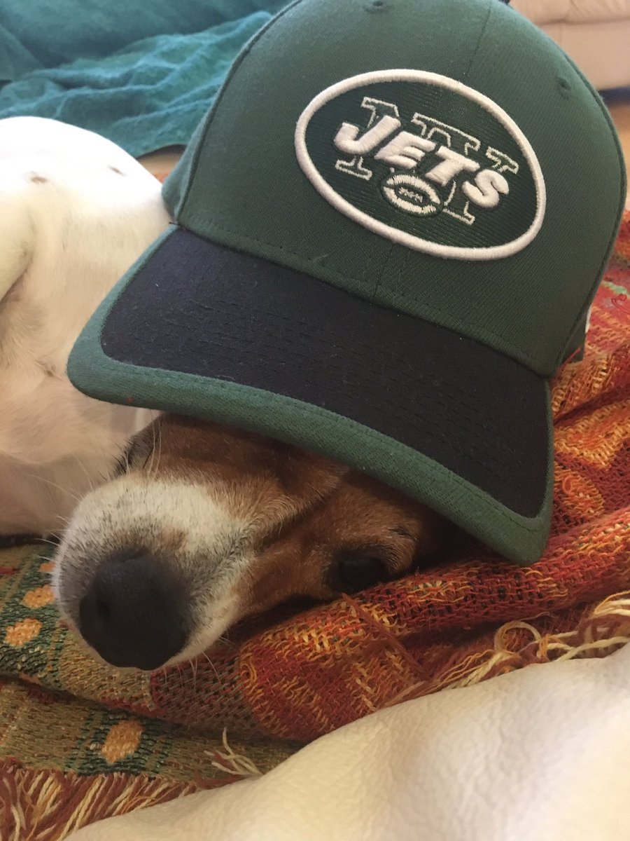 pbojr's tweet photo. @nyjets #JetsDogs #NationalDogDay https://t.co/uyKx90kBsG