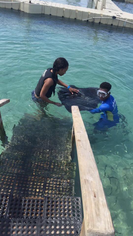 Channyjs's tweet image. Stingray 🇯🇲🇯🇲