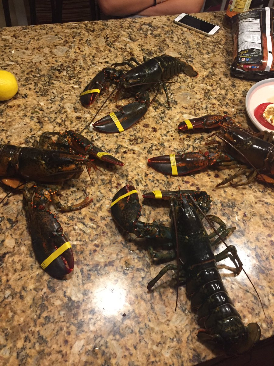Paige_Johnson35's tweet photo. Whenever I think about how shitty my life is, I just have to remember how much shittier a lobster's life is https://t.co/9BCFUroE3R
