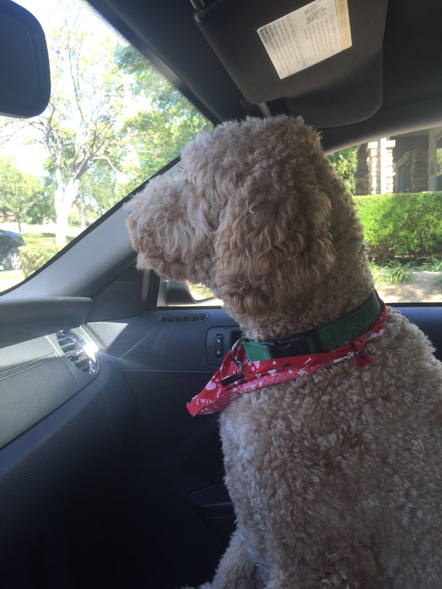 Co-pilot #goldendoodle #cooldood #mustang