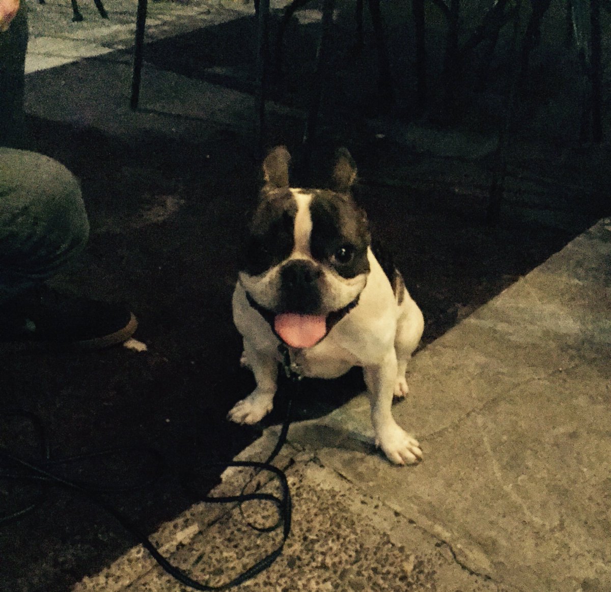 NoteWinebar's tweet photo. #NationalDogDay @NoteWinebar bring your dog to dine in style #dogsofnote #dogsoftwitter #maddie https://t.co/XPuE5zr4cV