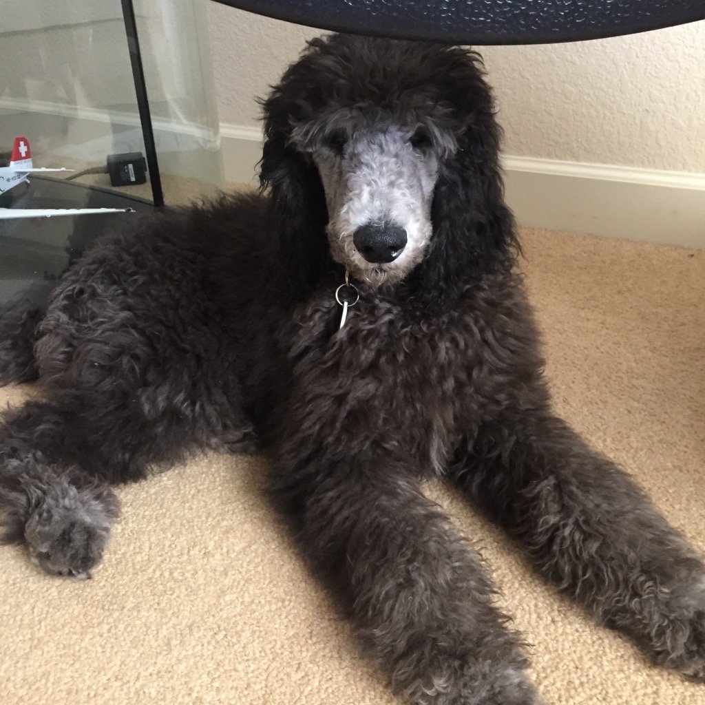 #NationalDogDay #silverstandardpoodle