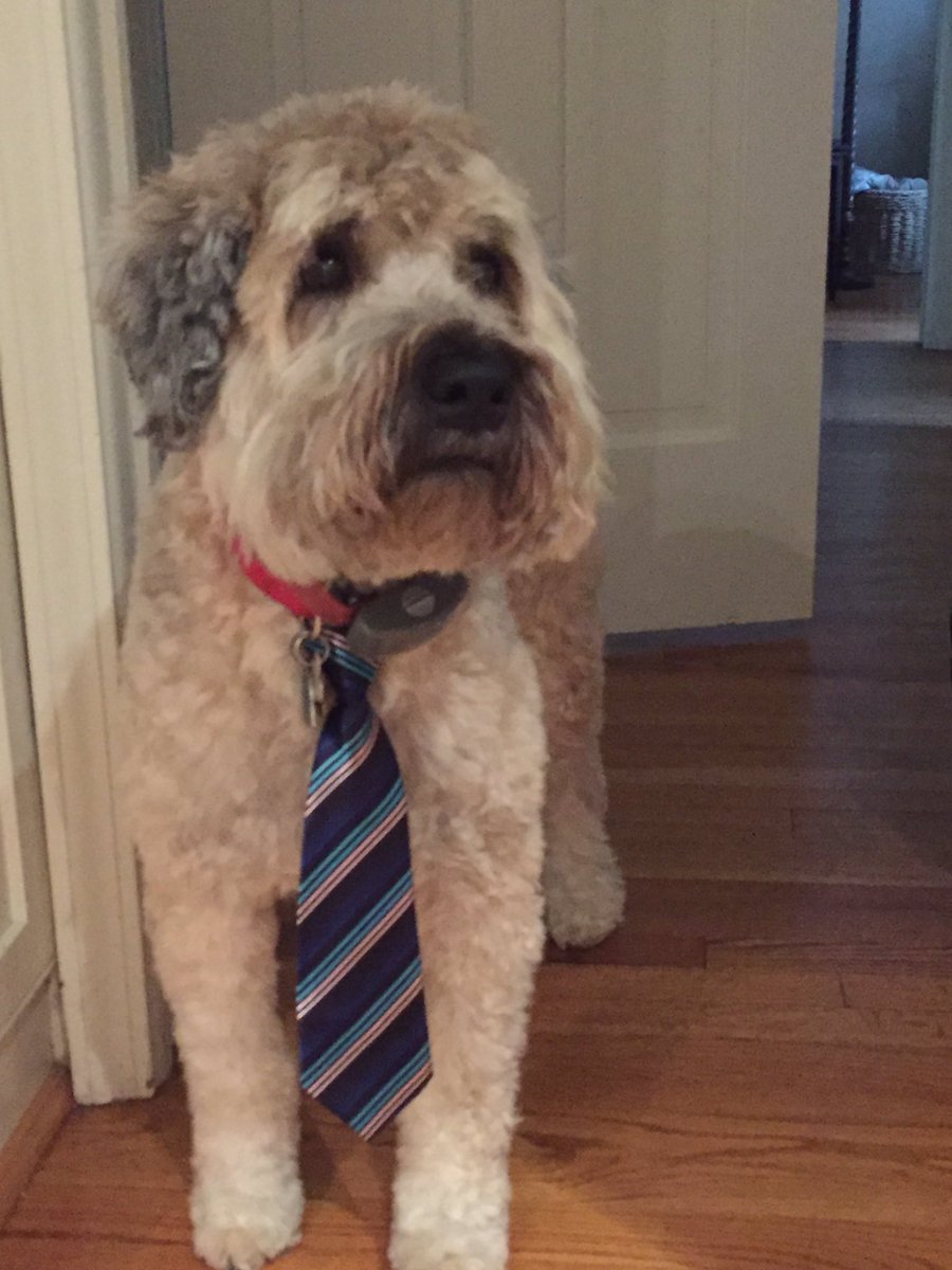 otwits26's tweet photo. Happy national dog day! https://t.co/C9o20dYO65