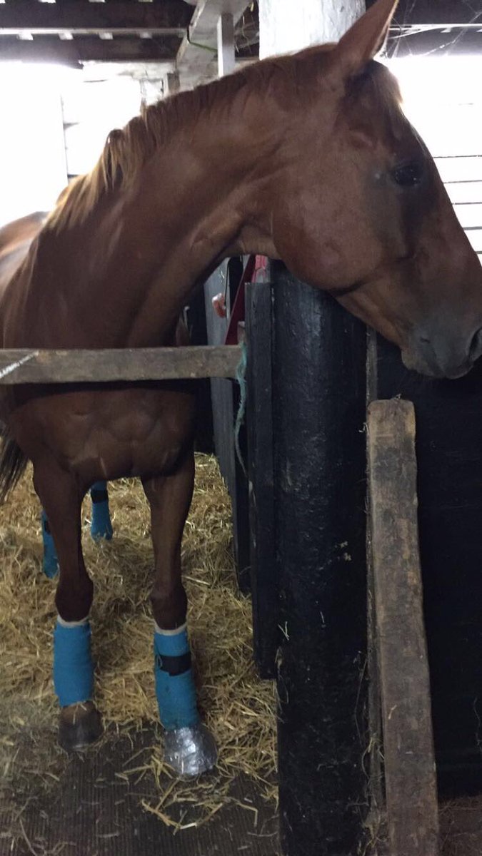 CatherineOHagan's tweet photo. Throws a shoe, goes chronically lame #thoroughbredproblems 😣 https://t.co/zhejL229G4