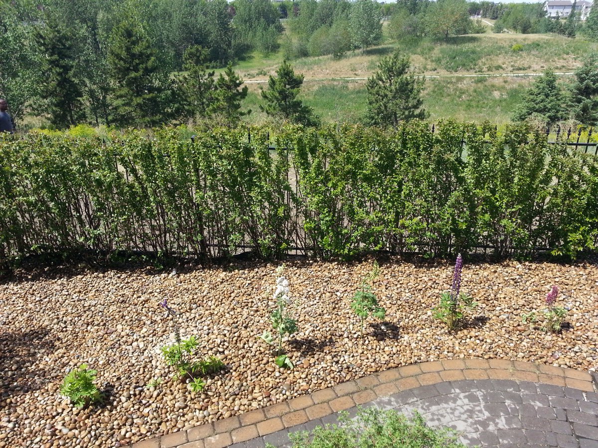 UrbanEdges's tweet photo. Tired of always watering &amp; cutting grass? Replace it with rock &amp; have less summer property maintenance! #yeg #shpk https://t.co/KoGI3TNMXJ