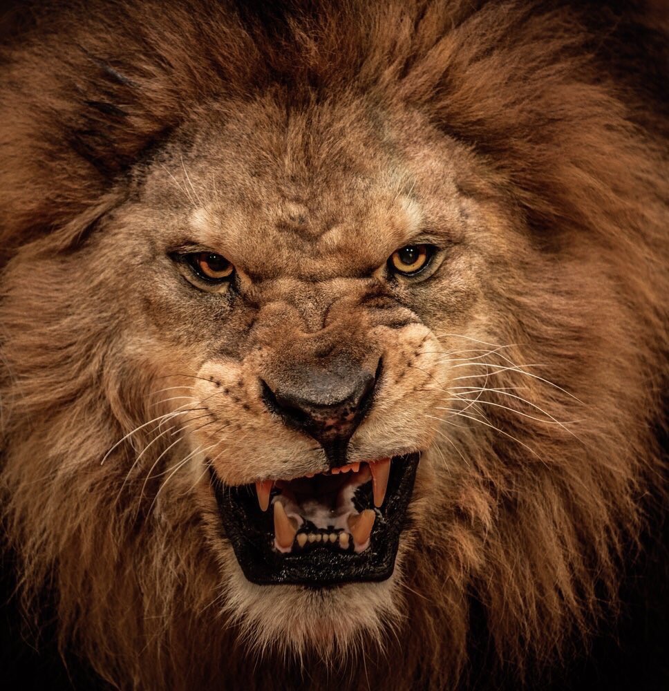 TCAAthletics's tweet photo. It's game day Lions fans!!!!! TCA vs USJ tonight at home! #GoLions #BeatUSJ #canthecompetition #LionPride 🏈🏈🏈 https://t.co/Zdng2rt2dD