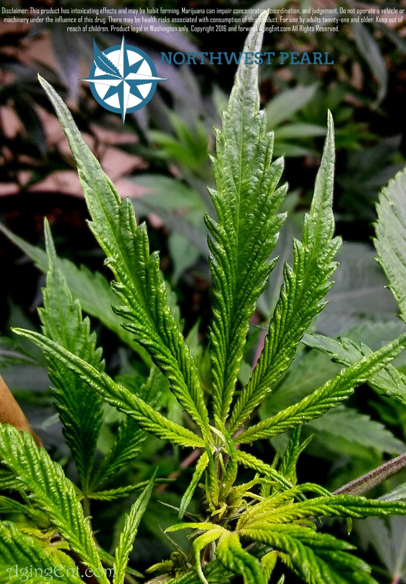 theAgingEnt's tweet photo. Check out the Aging Ent's review on @northwest_pearl  https://t.co/h7TalZ2wzk

#WAPOT #SheltonWeed #RecreationalFun https://t.co/JPdApiJwVA