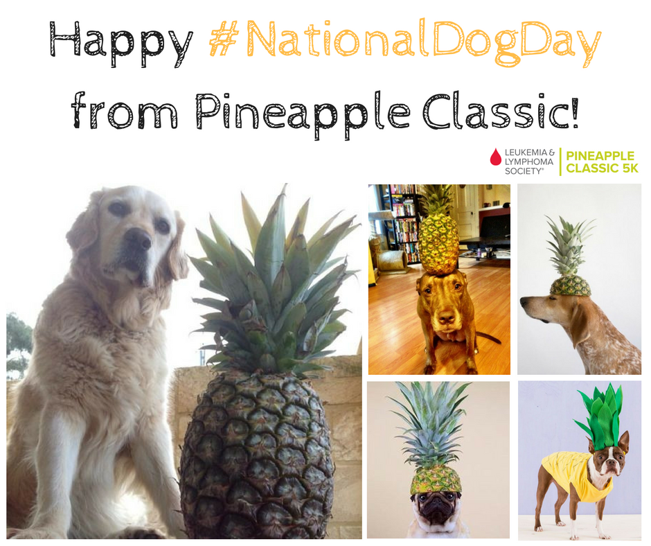 PineappleLLS's tweet photo. Happy #NationalDogDay from @LLSusa &amp; Pineapple Classic! #HaveFun #GetDirty #SaveLives https://t.co/4wG7Nfcdvo https://t.co/lm9wzNXiBi
