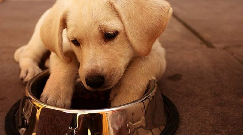 RevistaCromos's tweet image. Cinco beneficios de los perros en terapias para humanos #DiaMundialDelPerro bit.ly/2bvXo8M