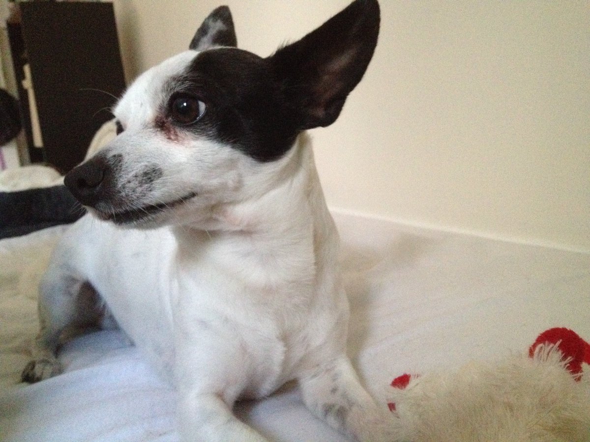 movingmuse's tweet image. This is Jack, a Jack Russell/Chihuahua mix rescue dog who's my best friend.  #iamuppdx #NationalDogDay