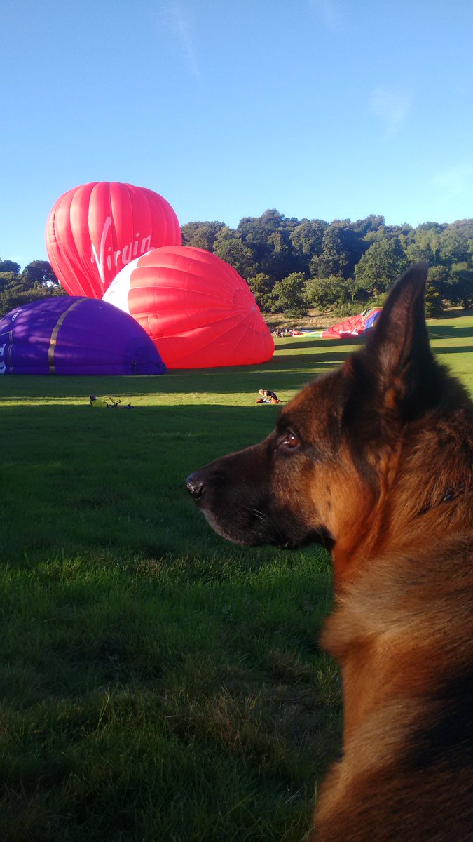 Butler_Adam's tweet image. #NationalDogDay #AshtonCourt #Virginballoons
