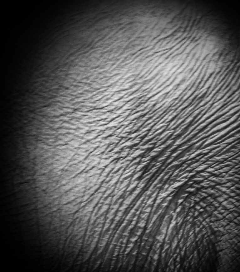 #wildlife #elephant #skin #closeup #namibia #2012 #travel #photography #blackandwhite #ani… ift.tt/2bVjMt0