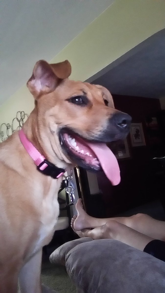 Happy national dog day from penny to you!!!