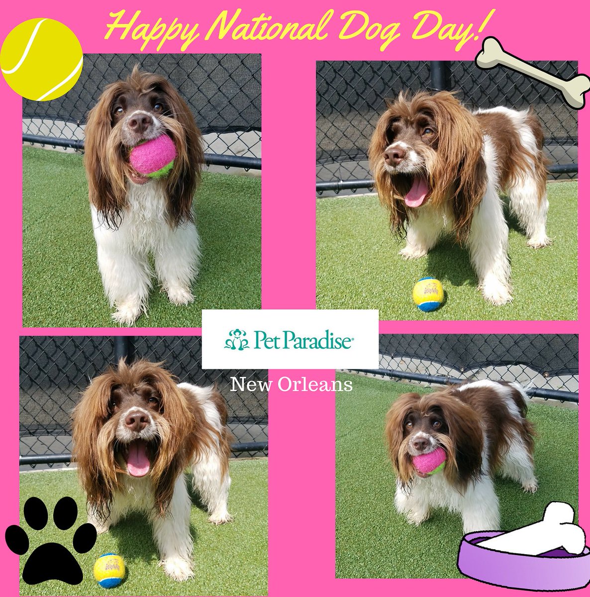 PPRNewOrleans's tweet photo. Pet Paradise New Orleans wants to wish everyone a Happy National Dog Day!!!#PPRNOLA,#lovepets,#NewOrleans,#NatDogDay https://t.co/lhW8M5kM80