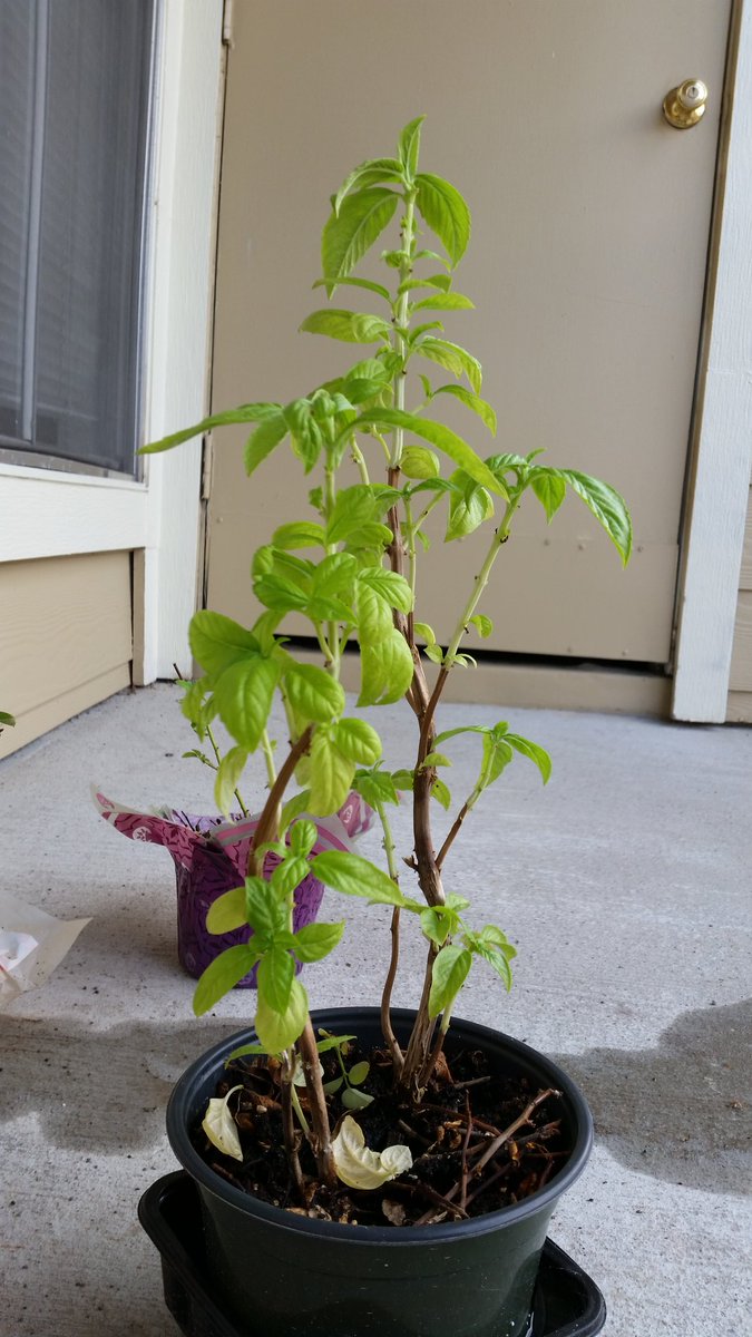 amor_vuelveTX's tweet photo. Hoomin herb garden in the making: sweet basil #ExcitingKitchenPrep https://t.co/dwfxEVtj9u