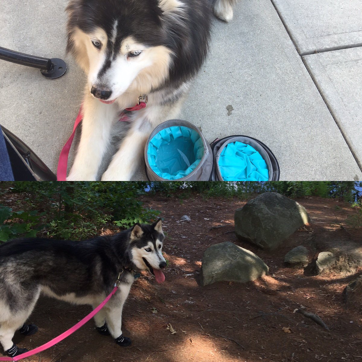 propoolnh's tweet photo. Happy #NationalDogDay to the Pro Pool Pooches Mishka &amp; Sacha! Our unofficial product testers and brand ambassadors https://t.co/Zsj6E1BetO