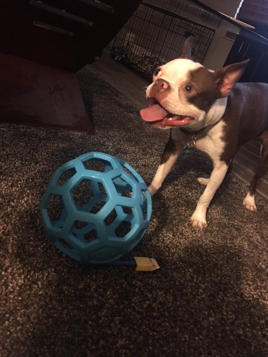 DroppItLO's tweet image. Happy #NationalDogDay from my not so photogenic pups. #derpyAF