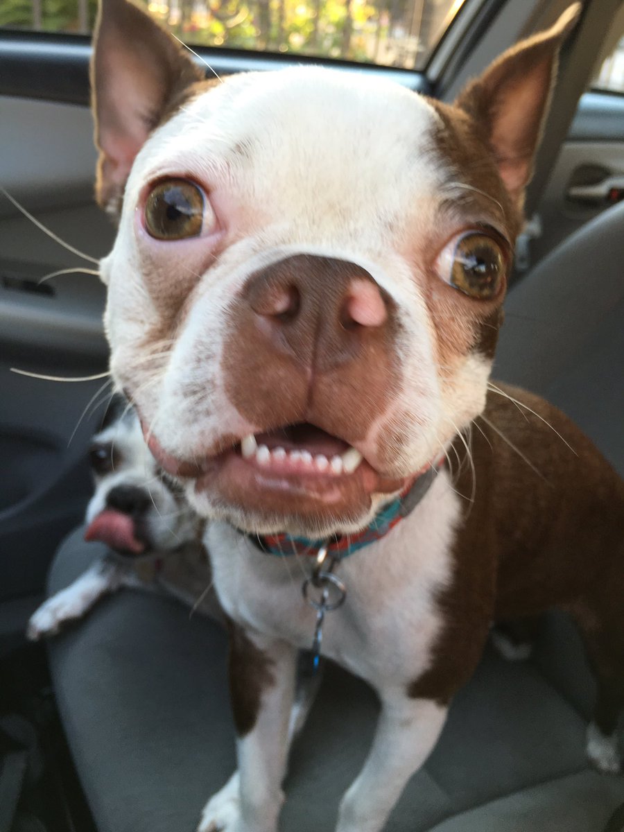 DroppItLO's tweet image. Happy #NationalDogDay from my not so photogenic pups. #derpyAF