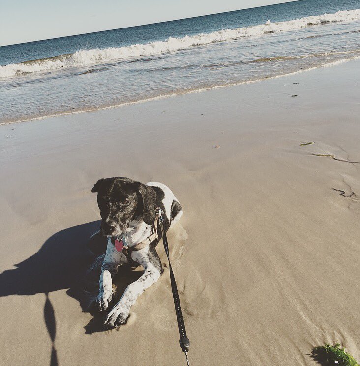 VictoriaaRuss's tweet image. Life is better with a puppy #NationalDogDay