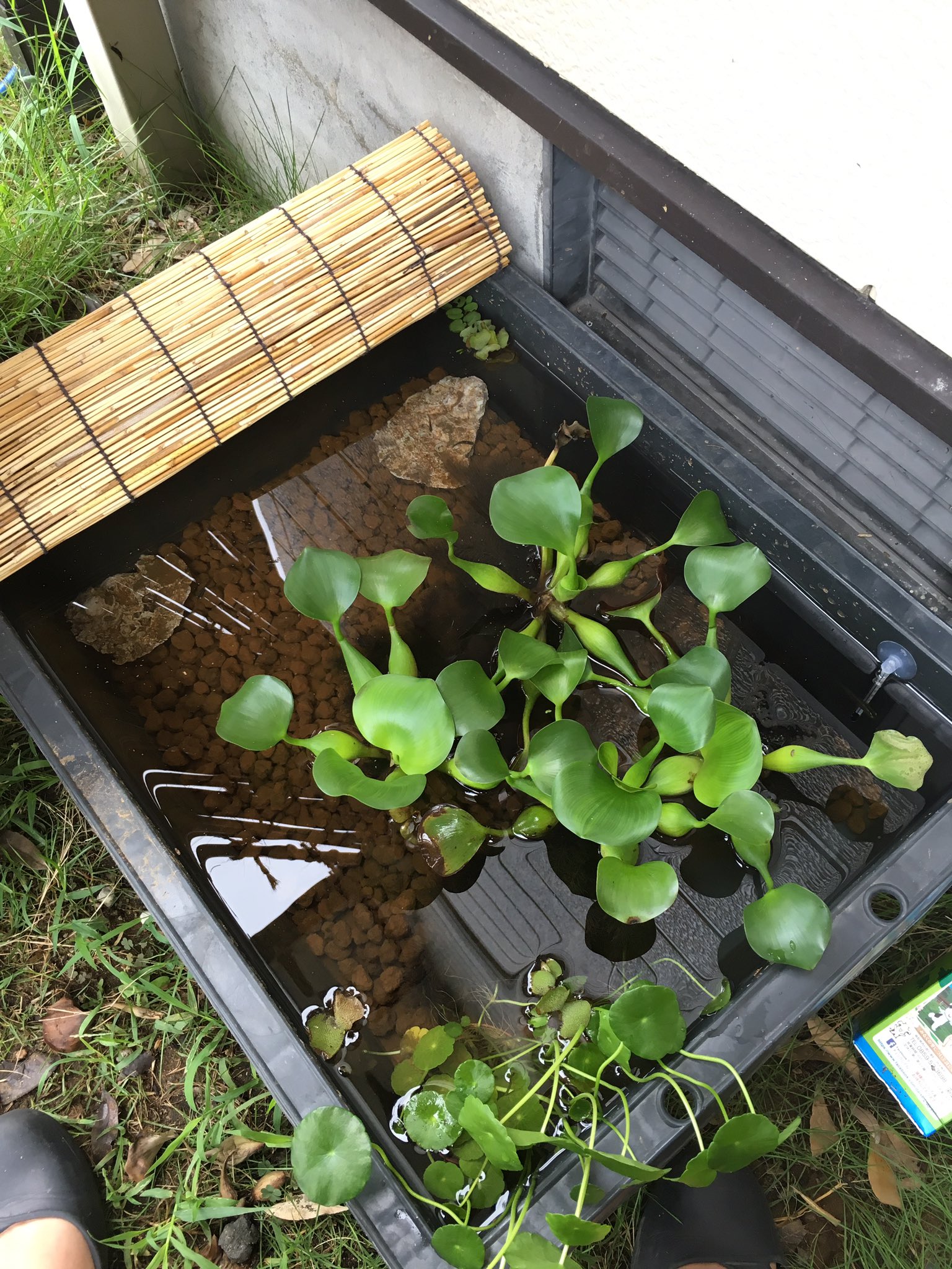 Twitter এ かーちゃん メダカ垢 家のメダカ水槽 エビもタニシもごちゃ混ぜでしたが メダカとシマドジョウだけにしました メダカ 屋さんにアドバイスされて牡蠣殻を入れてみました 赤玉土を入れ直して 仕切り直しです 増えてほしいなぁ T Co Nkegsgj5ah