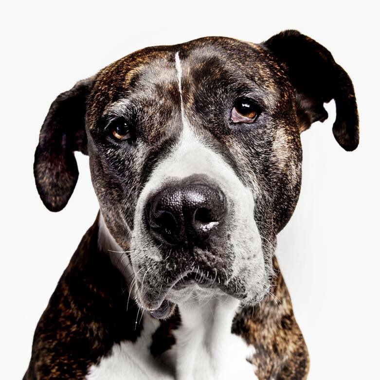 Its #NationalDogDay Our labels feature a #rescuedog 4 #adoption Find Khaleesi at #TheREALBark or #WholeFoodsMarket