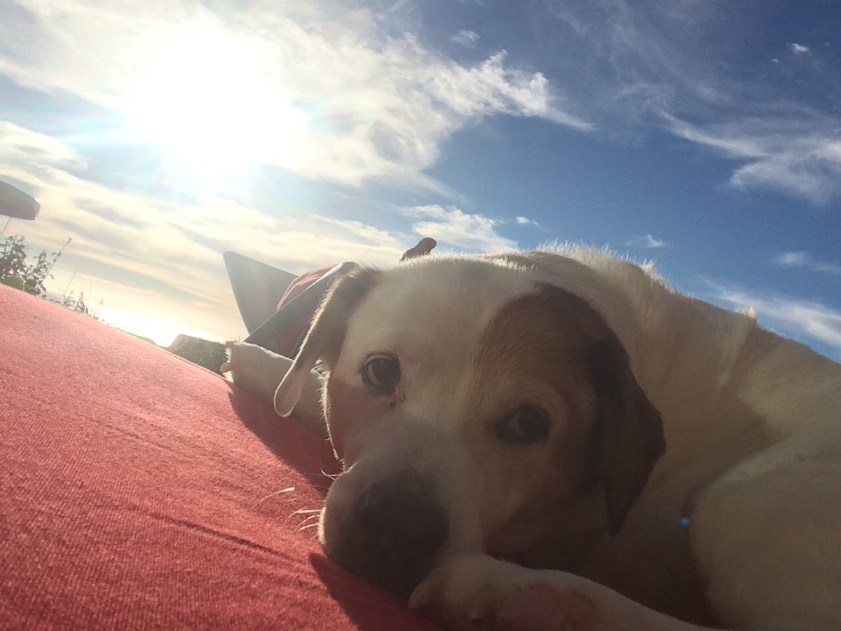 nickygen's tweet image. #sofadog enjoying the sunshine