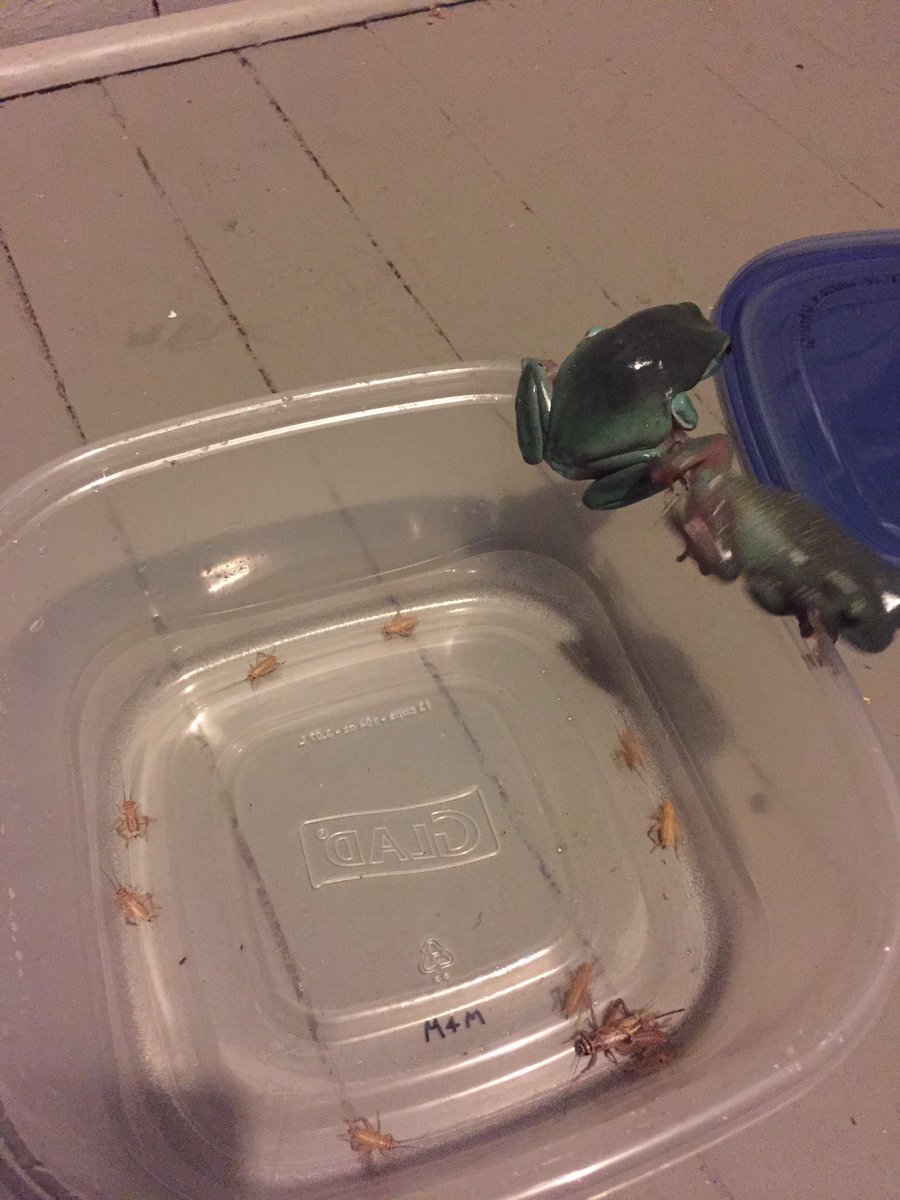 binguses's tweet image. YOU'RE BOTH SO BAD AT HUNTING