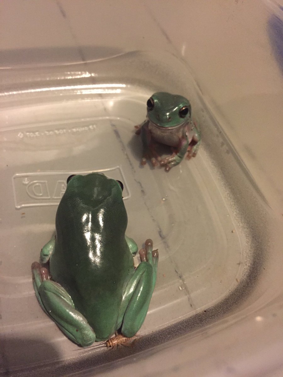 binguses's tweet image. YOU'RE BOTH SO BAD AT HUNTING