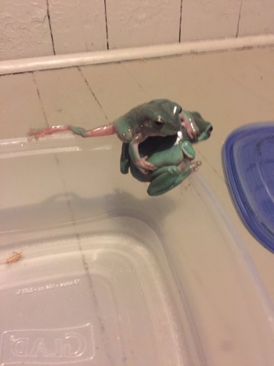 binguses's tweet image. YOU'RE BOTH SO BAD AT HUNTING