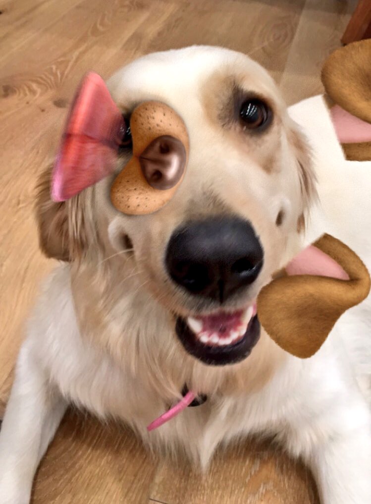 markiplier's tweet photo. trust me am gud doggo doggo https://t.co/YeS98iJaFE