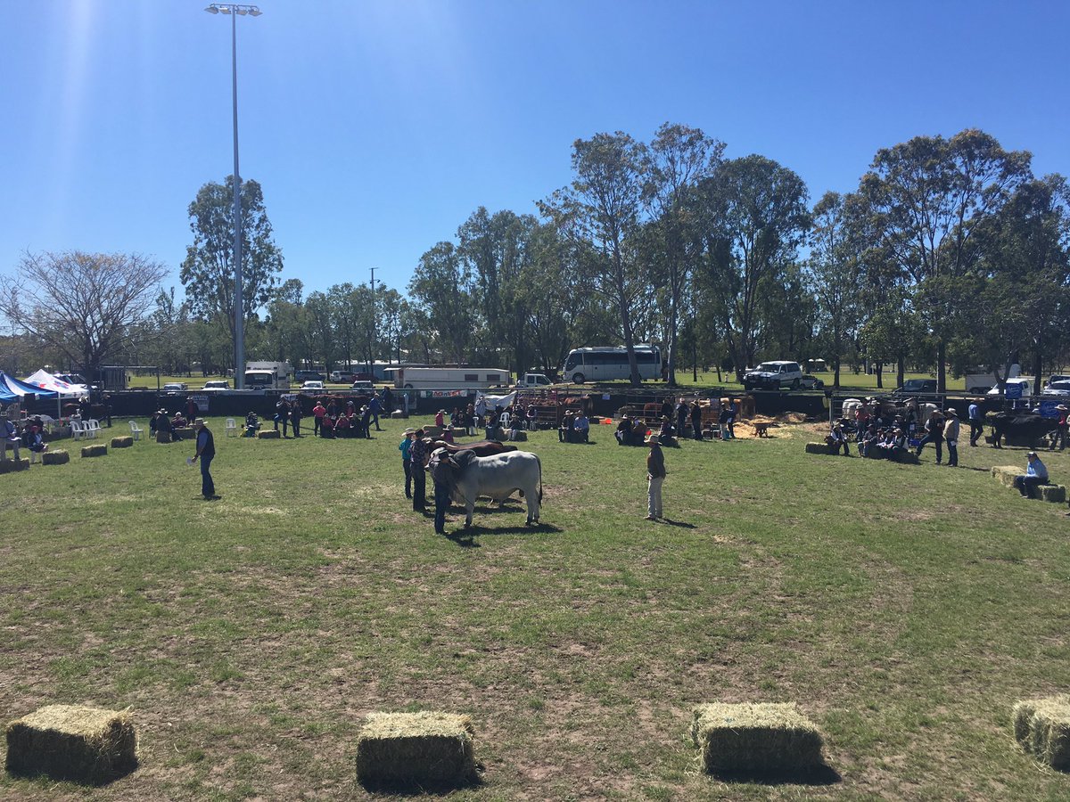 Cattle judging is underway at the Moura Coal and Country Festival 2016 #profcomm @CQUni #MCCbeef