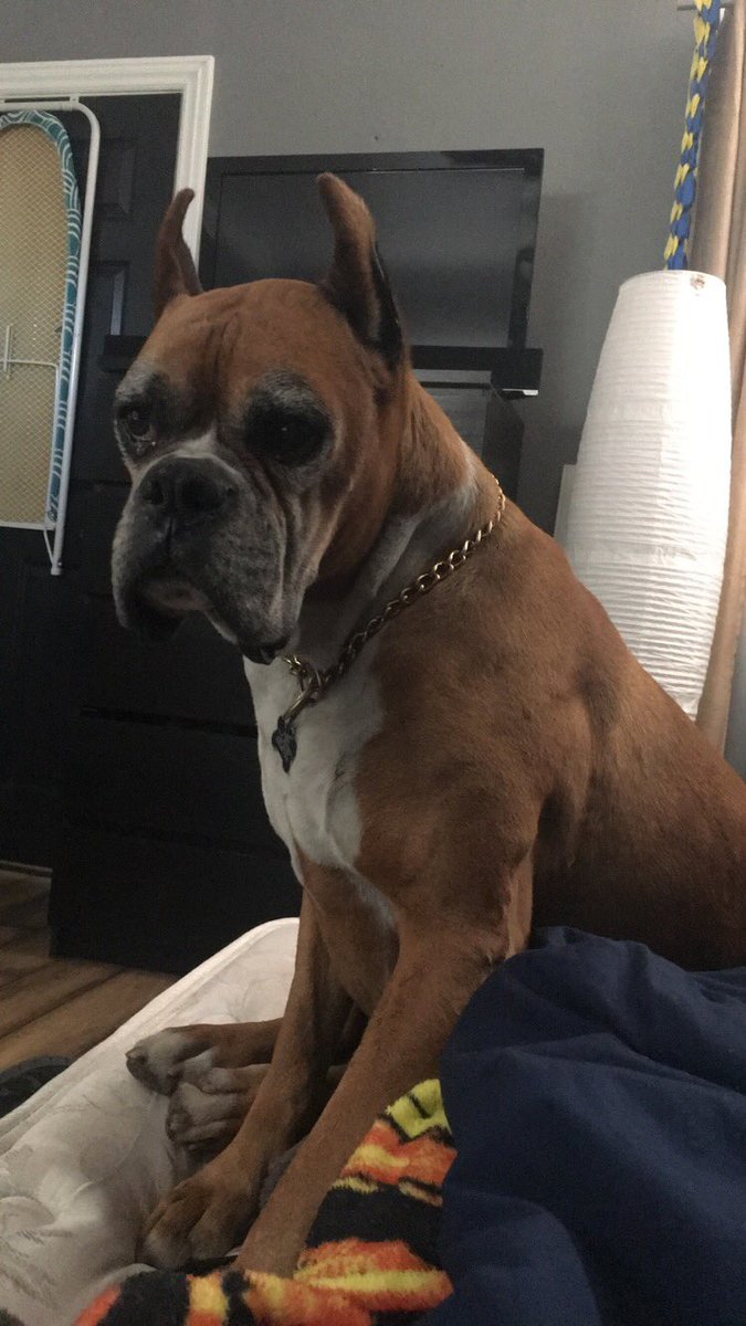 Hashtag Euroboxer Sur Twitter