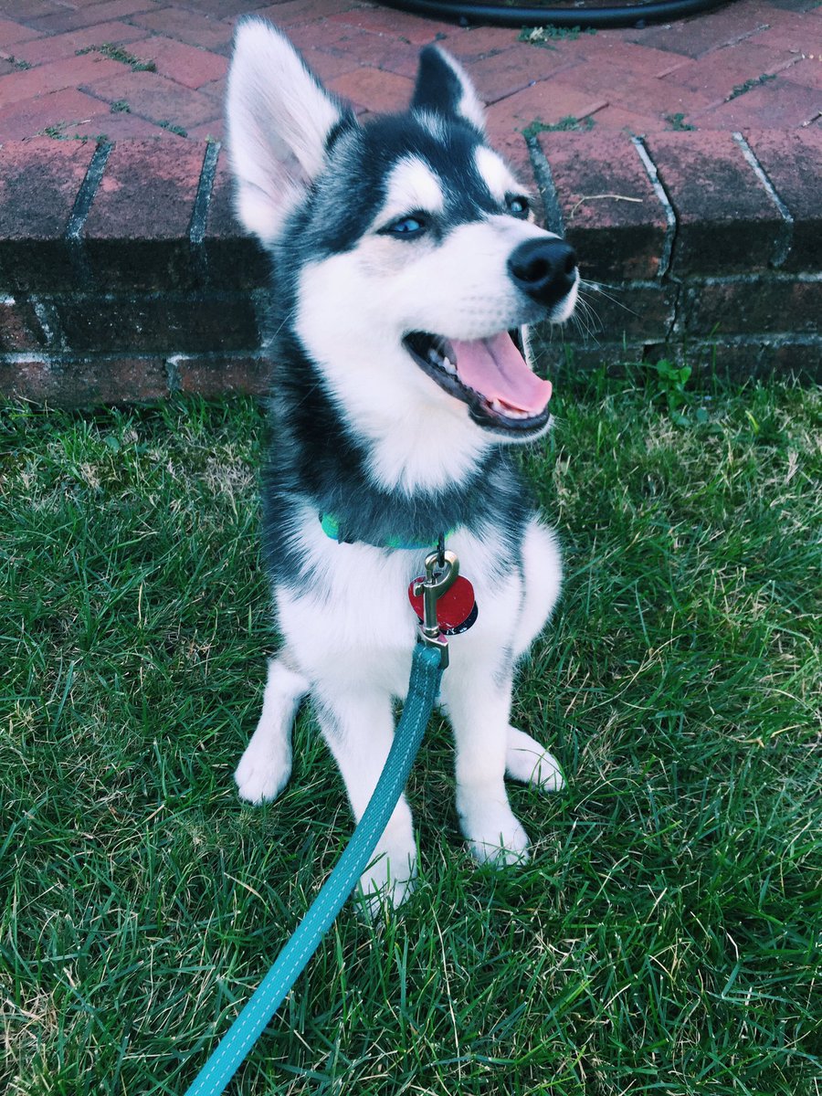 aleexgross's tweet photo. it's national dog day and my puppy is 4 months old😭 https://t.co/P62lRmexaG