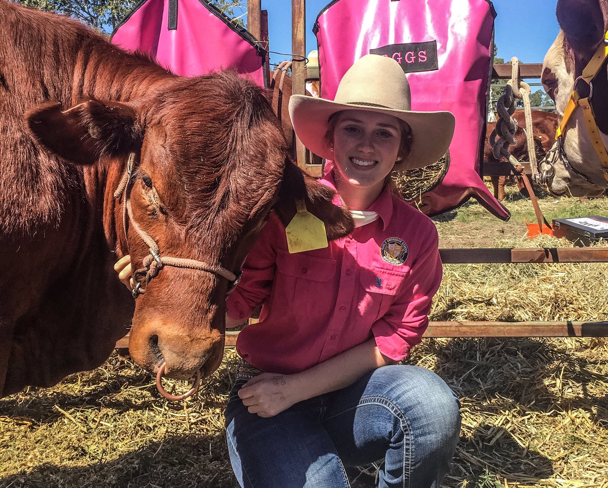 Cattle handler, Brianna Austin : 'It's great to come back from boarding school and show cattle in my home town.'