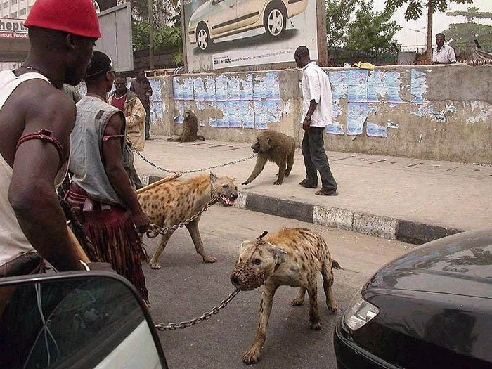 Prison_Health's tweet photo. The Hyena Men Of #Nigeria https://t.co/1kd6Z4uRrS https://t.co/zNH4fpLmlm