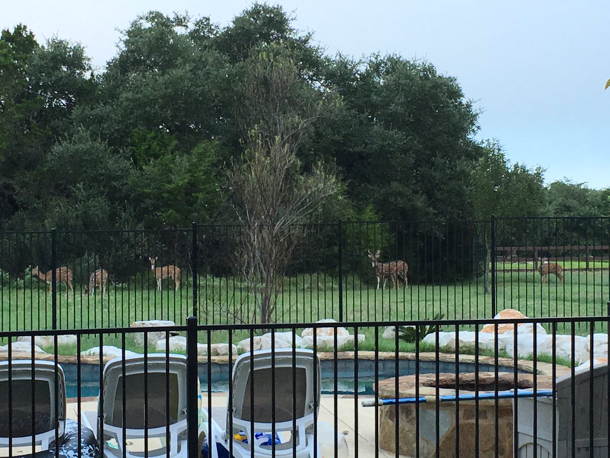 B_C_Concepts's tweet photo. Backyard this morning!  #deer https://t.co/KvZzado3aY