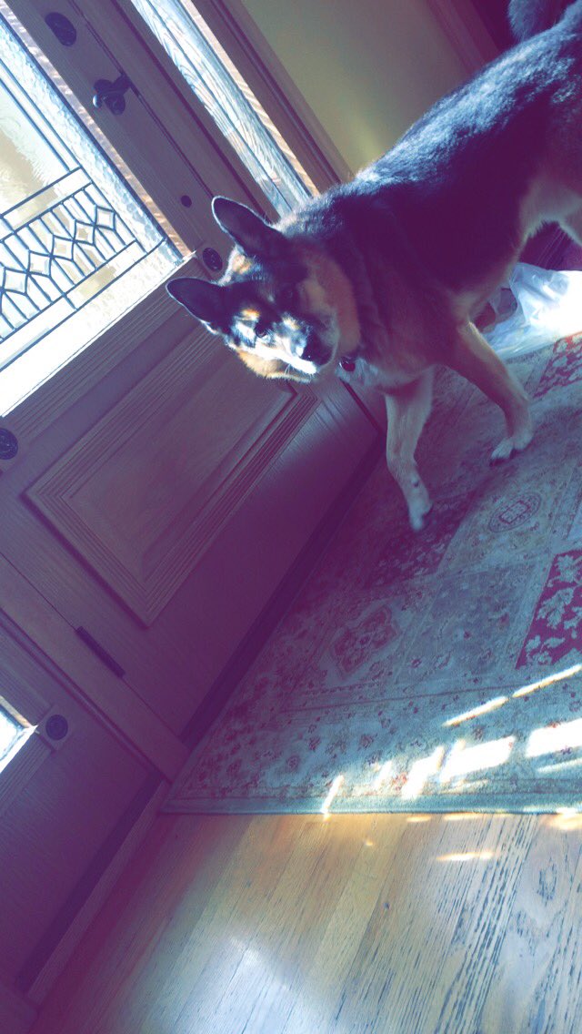 AlyssaMylonas's tweet photo. rest in peace to my lil bud💙💙 Lucky I love you so much and thank u for the best 13 years of my life🌟 https://t.co/M5flbpBpFS