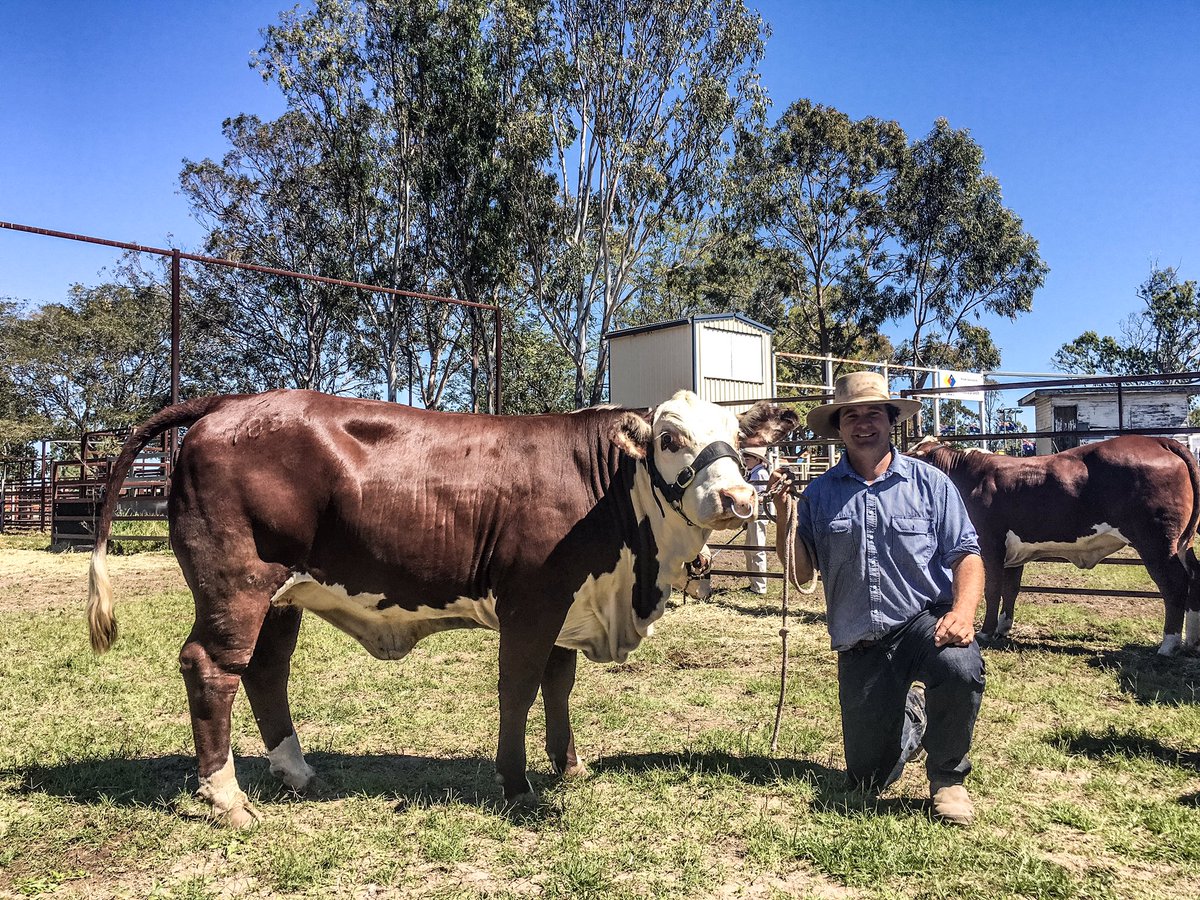 Ascot Neimen Braford Stud principal, Dan Galloway with his Grand Champion Junior Female exhibit. #MCCbeef