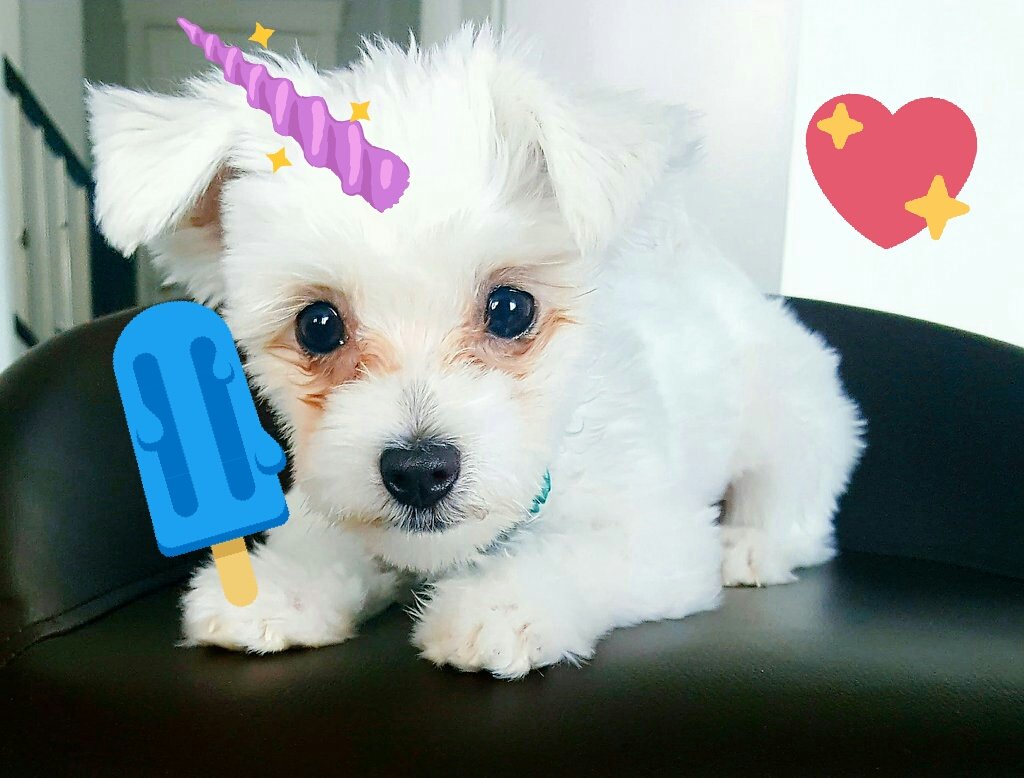 Itsfunneh On Twitter Happy National Doggy Day Cheers To