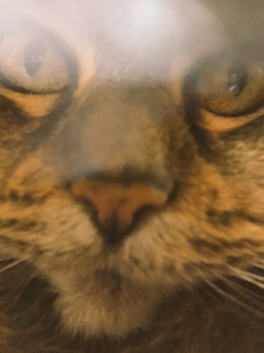 I can't stop laughing at this I don't know why my cat isn't normal!! 😂😂😂😂
#mugshot #CatsOfTwitter #Caturday