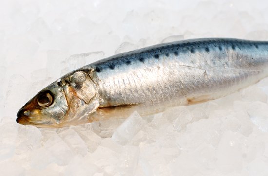 暦生活 うみともりのいろ展 على تويتر いわし 漢字で書くと 鰯 名前の由来は すぐに弱ってしまう魚ということから 魚に弱いとつけて 鰯 ですが 実際は 海の米 海の牧草 と呼ばれ 世界中の海の生態系を支えています T Co Opnu64fisu 暦生活 うみともりのいろ展 على تويتر いわし 漢字で書くと 鰯 名前の由来は すぐに弱ってしまう魚ということから 魚に弱いとつけて 鰯 ですが 実際は 海の米 海の牧草 と呼ばれ 世界中の海の生態系を支えています T Co Opnu64fisu