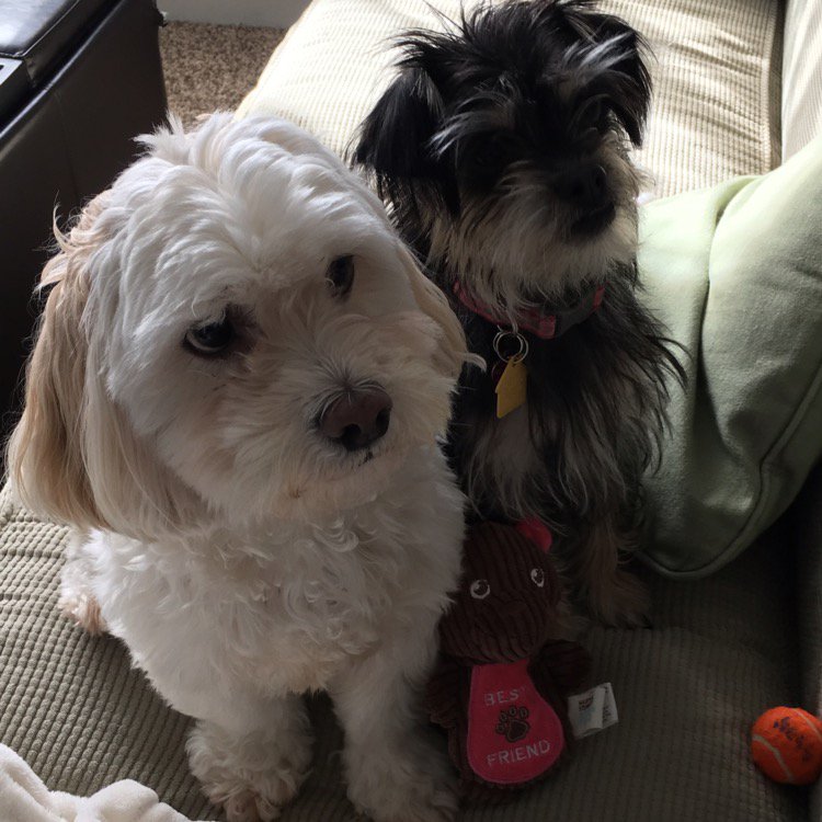 In honor of  #NationalDogDay I wanted to share two of my biggest supporters