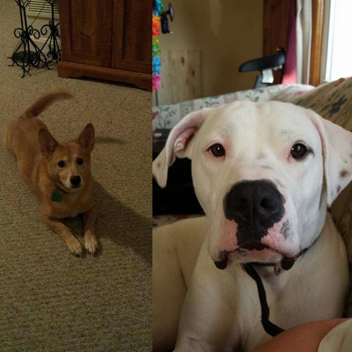 MHawks79's tweet photo. Love my babies. #mansbestfriend
#furbabies 
#NationalDogDay https://t.co/JInOQaEJR4