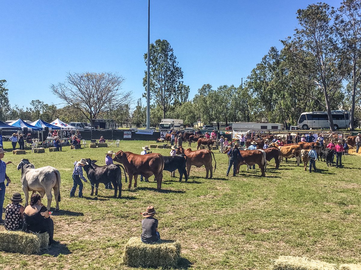Multiple breeds are represented - great opportunity for locals to see the different traits of each breed. #MCCbeef